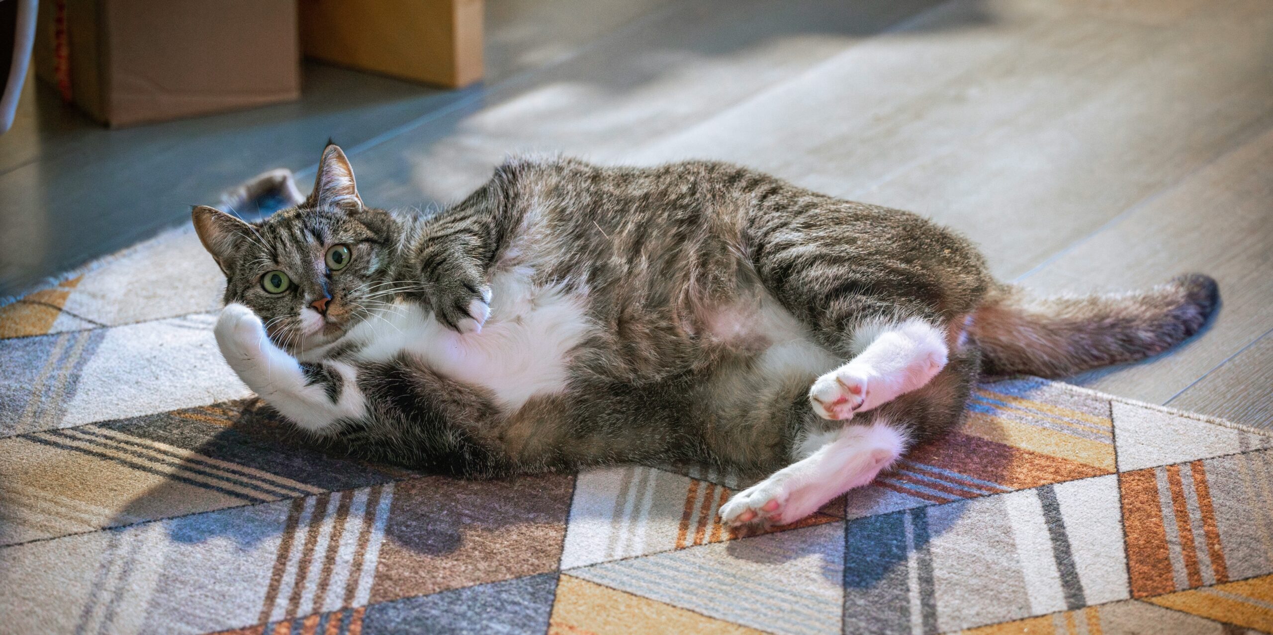 Maioria dos gatos neozelandeses adapta-se bem à vida dentro de casa, revela estudo