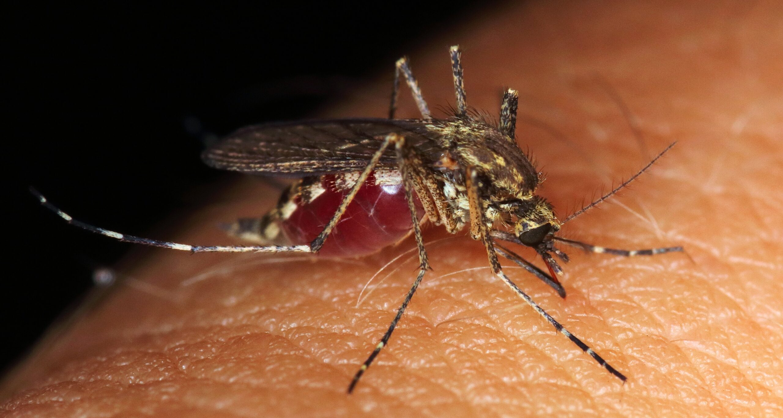 Mosquitos de bairros mais ricos desenvolvem maior resistência a pesticidas