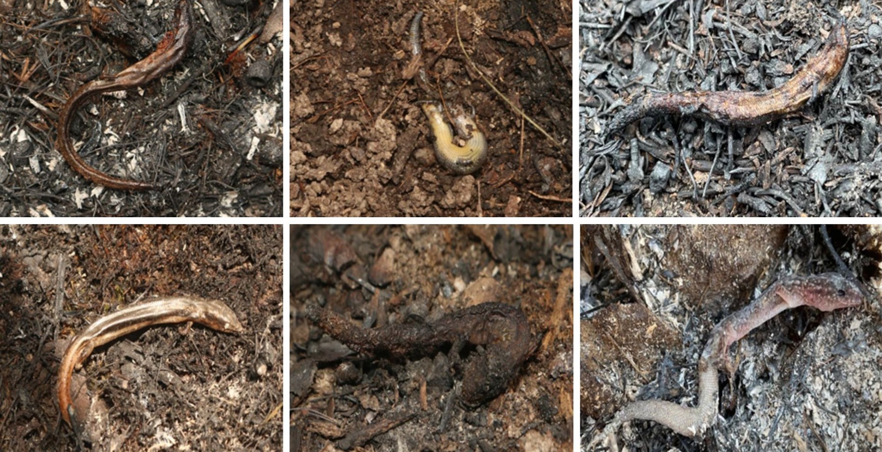 Queimadas controladas podem estar a causar mais mortes de répteis do que se pensava
