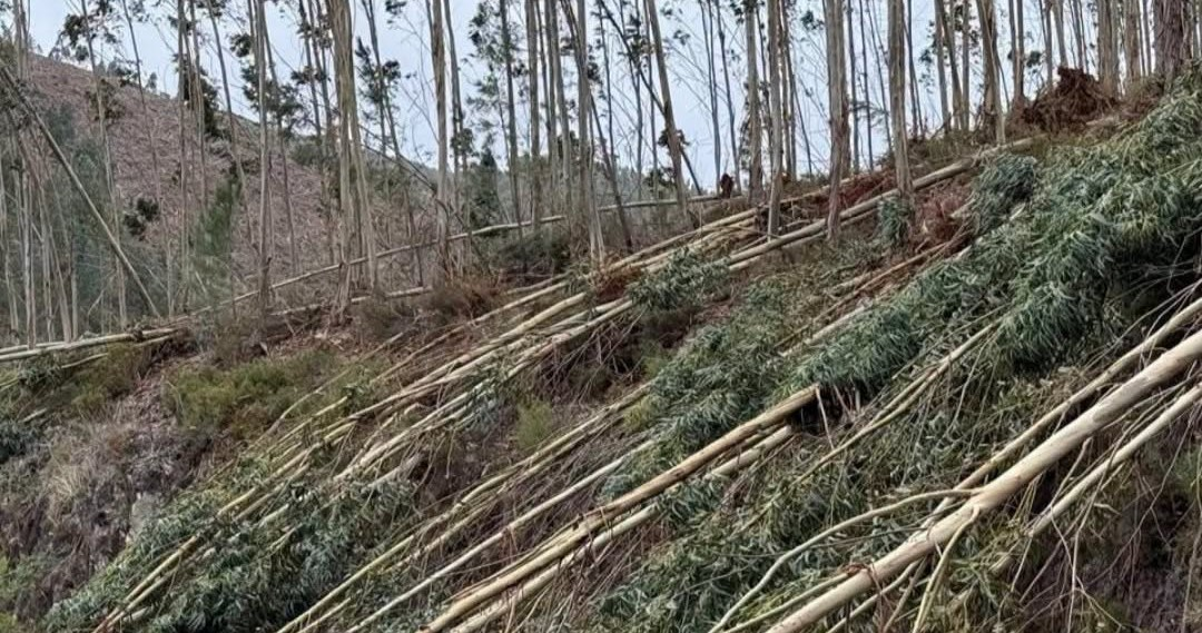 Góis com 464 mil euros para reabilitar áreas florestais fustigadas pela Kristin