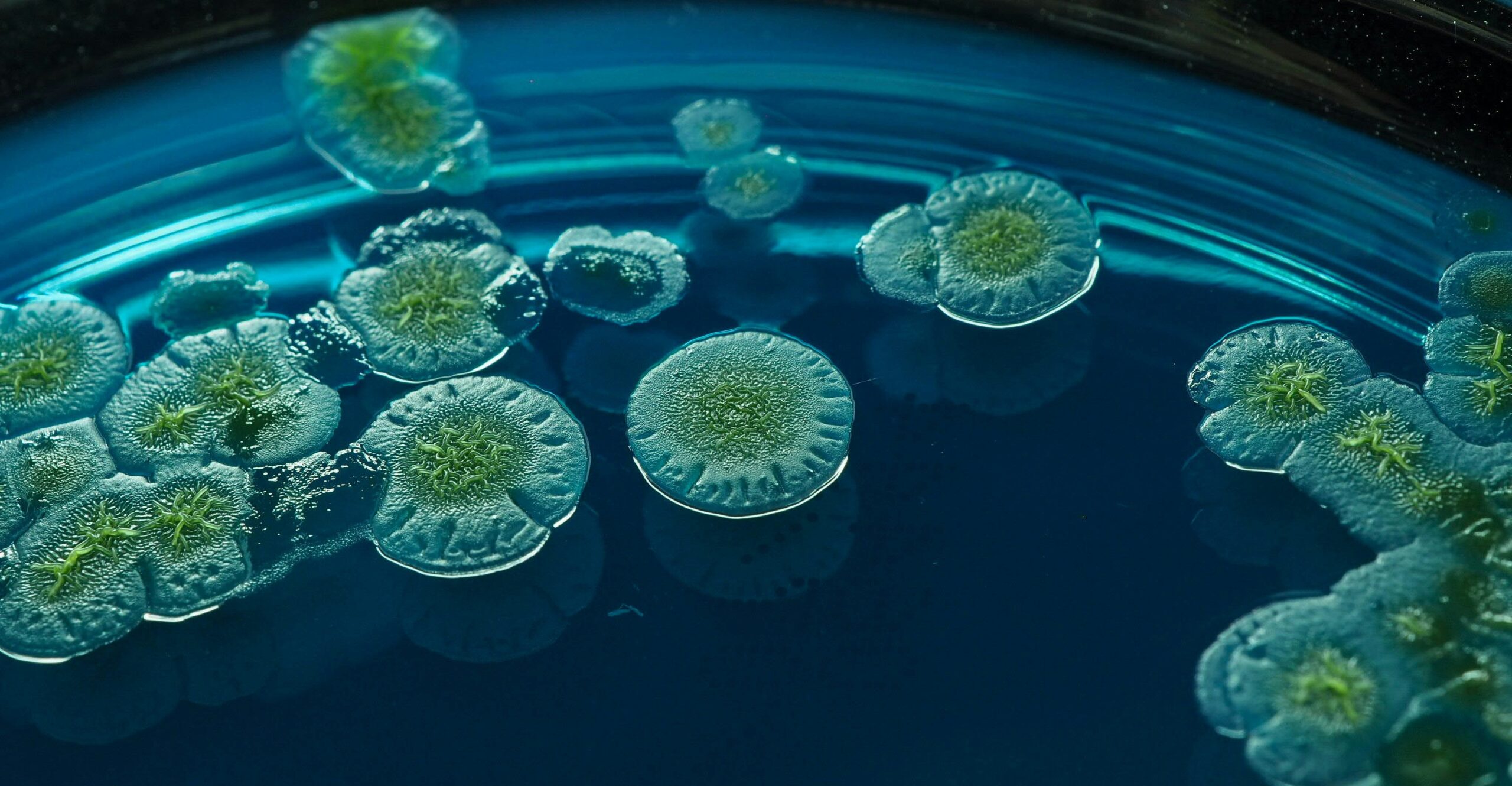 Os micróbios também dividem tarefas: estudo revela organização inesperada