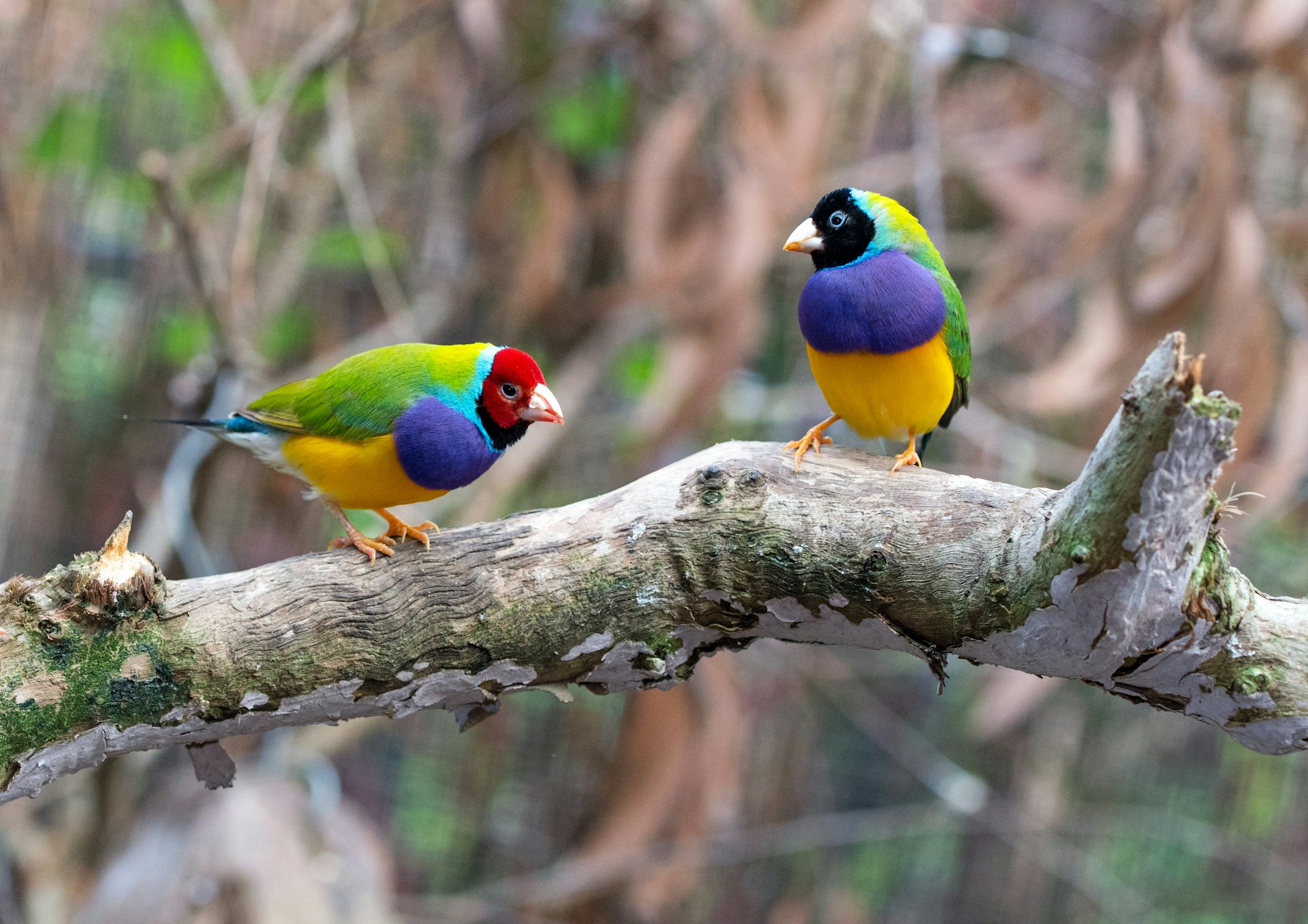 Pássaros mais coloridos podem enfrentar maior risco de extinção