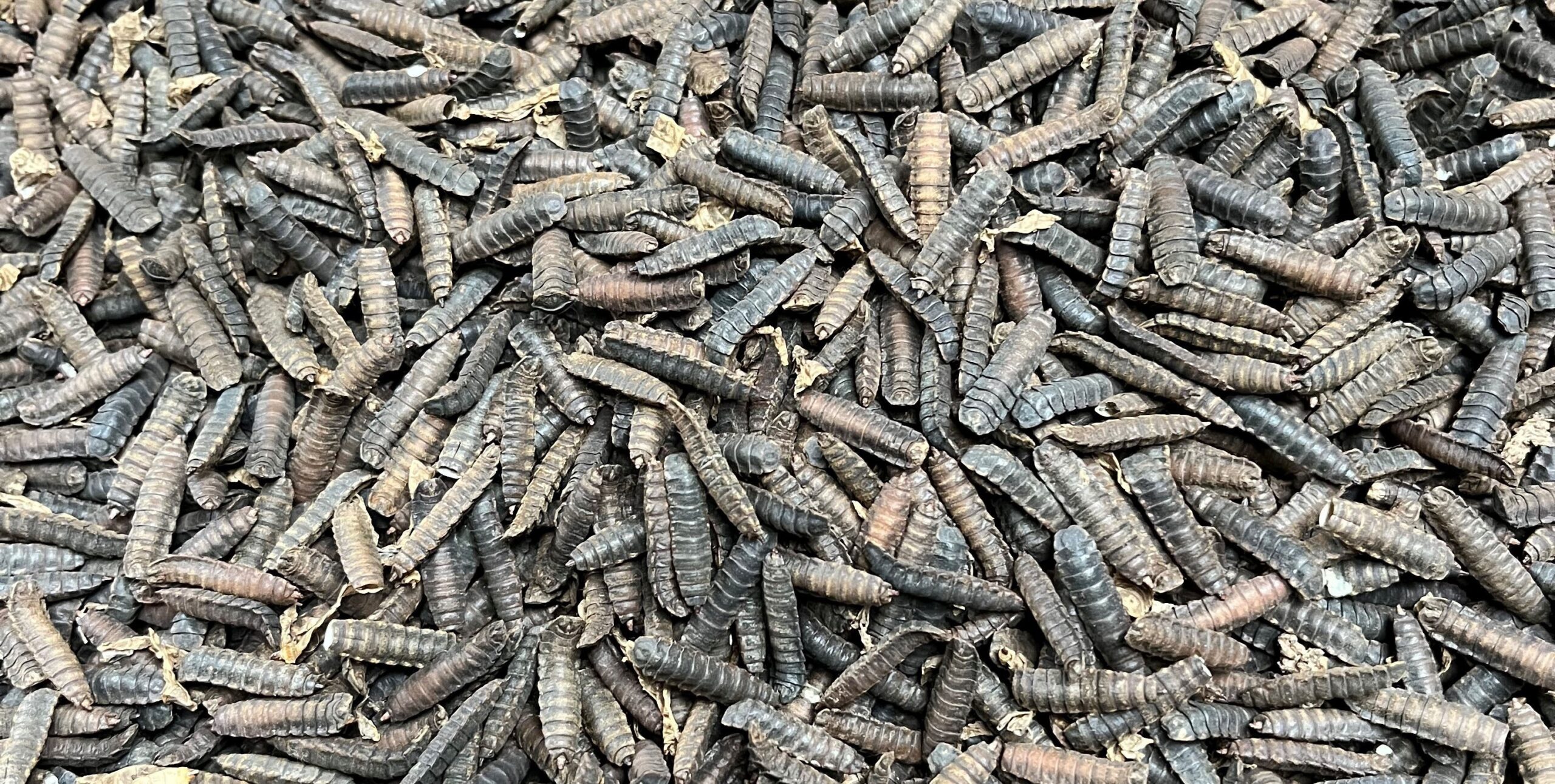 Larvas da mosca-soldado-negra podem ajudar a criar proteínas mais sustentáveis para consumo humano (vídeo)