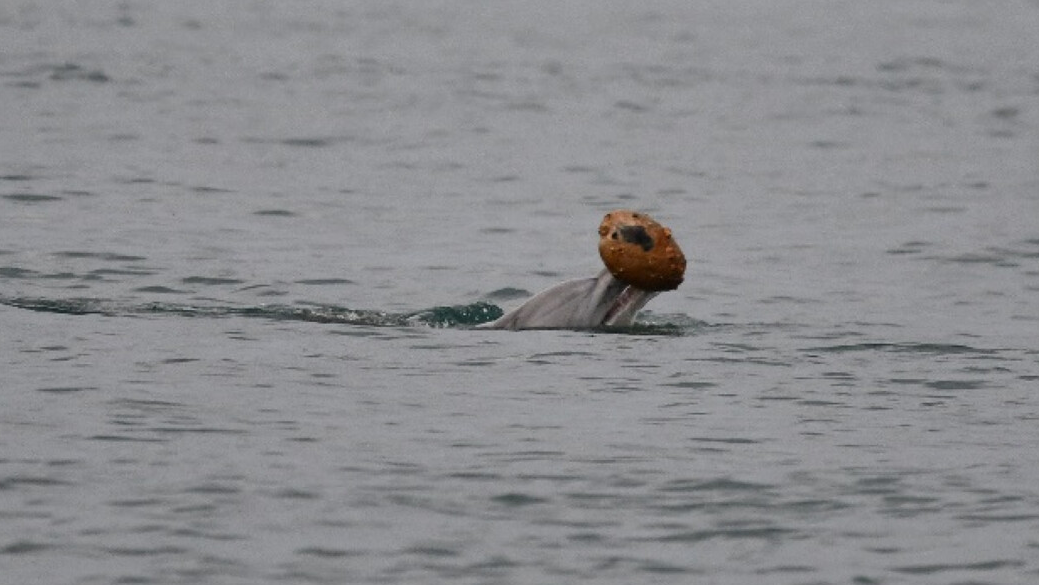 As mães é que sabem: Golfinhos aprendem com as progenitoras a usar conchas para apanhar peixes