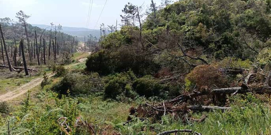 Encosta da Mata Nacional do Valado com pinheiros derrubados e biomassa acumulada no chão