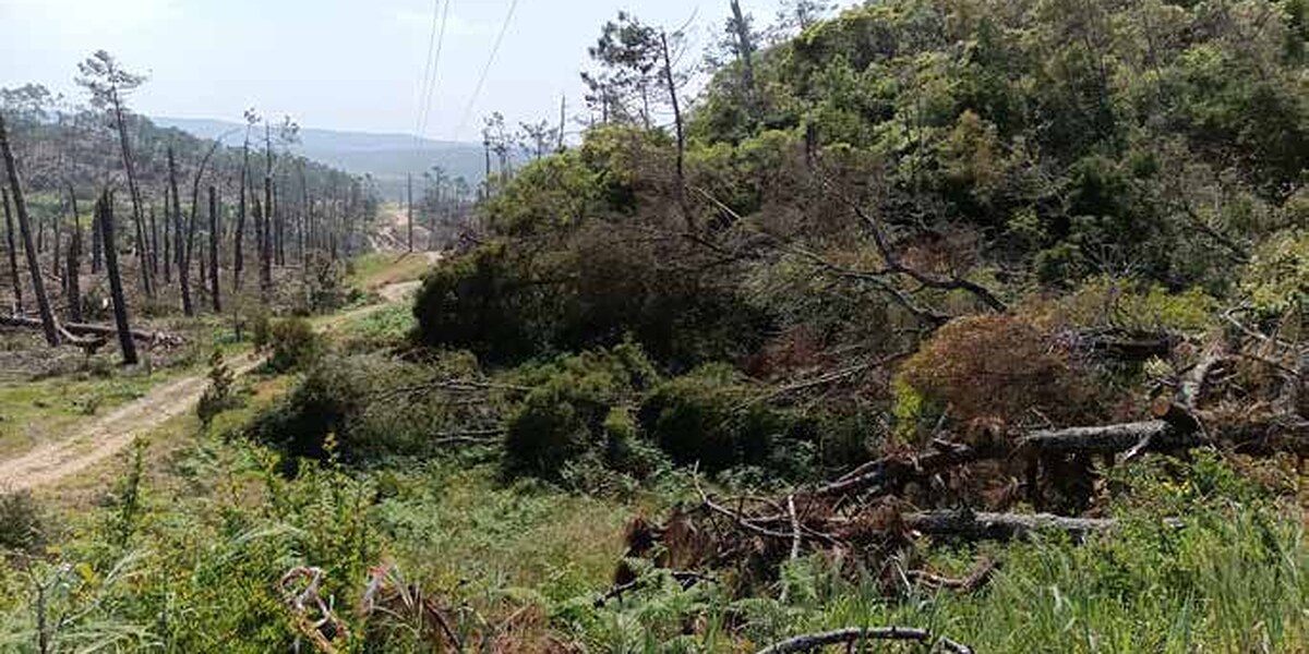 Encosta da Mata Nacional do Valado com pinheiros derrubados e biomassa acumulada no chão